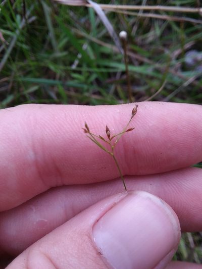 Rhynchospora pusilla, photographed by Will McFarland
