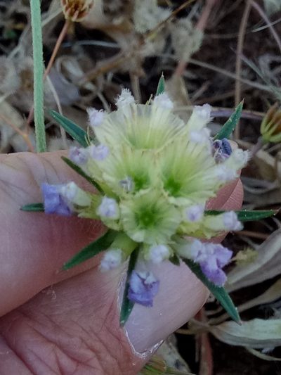 Lomelosia simplex, photographed by Karim Haddad