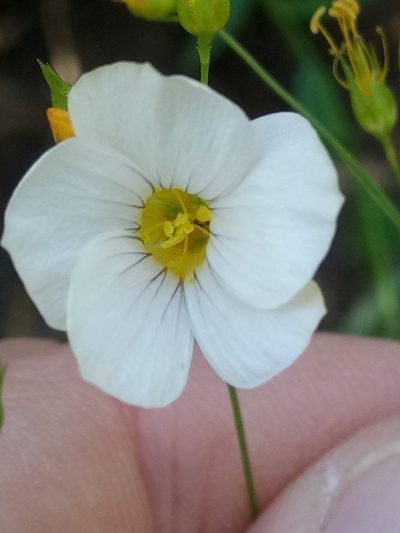 Linum corymbiferum, photographed by Karim Haddad