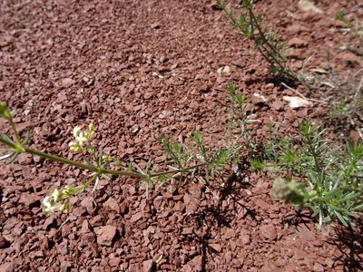 Galium lucidum, photographed by Thomas Koffel