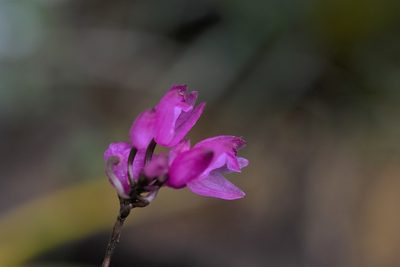 Domingoa purpurea, photographed by Neptalí Ramírez Marcial