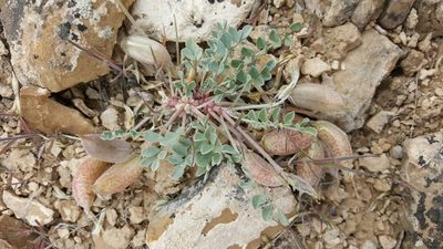 Astragalus chamaeleuce, photographed by Toby