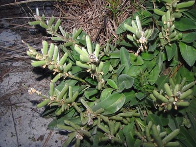 Lupinus diffusus, photographed by Ken Kneidel