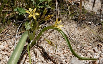 Triteleia lugens, photographed by desertnaturalist