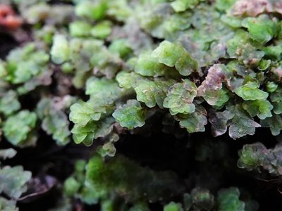 Achrophyllum quadrifarium, photographed by Jacqui Geux