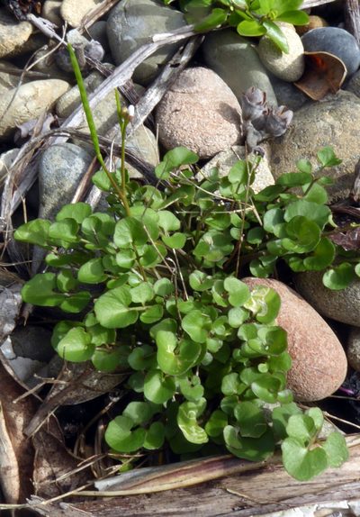 Cardamine corymbosa, photographed by Peter de Lange