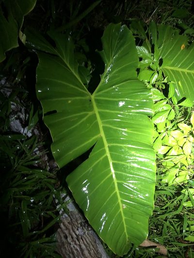 Philodendron deflexum, photographed by Jared Shorma