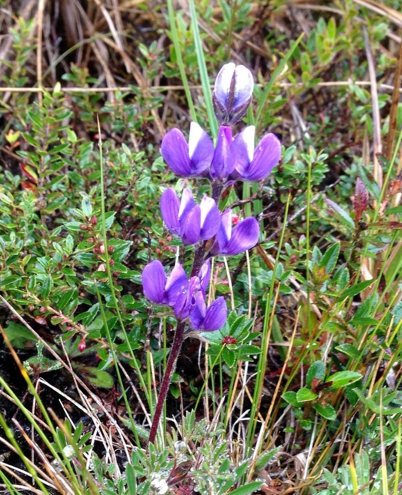 Lupinus bogotensis, photographed by Andrew J. Crawford