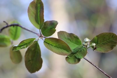 Amelanchier bartramiana, photographed by Allan Harris