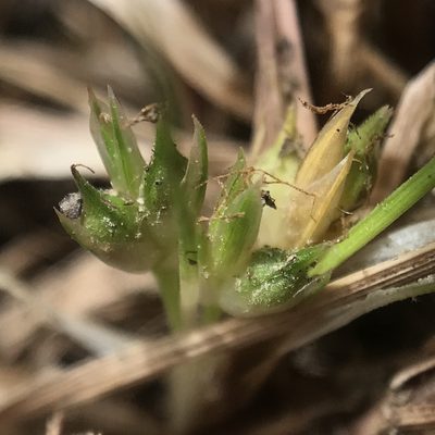 Carex tonsa, photographed by Summit Metro Parks
