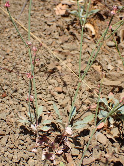 Eriogonum cithariforme, photographed by George Williams