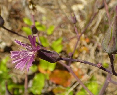 Lactuca graminifolia, photographed by kcthetc1