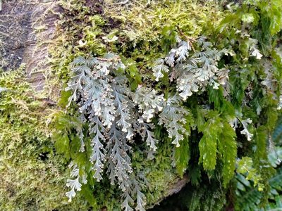 Hymenophyllum malingii, photographed by John Barkla