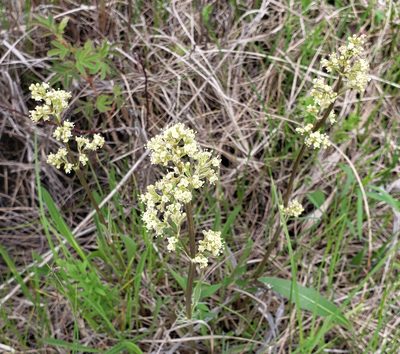 Valeriana edulis, photographed by aarongunnar