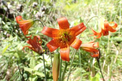 Lilium maritimum, photographed by Scott Yarger