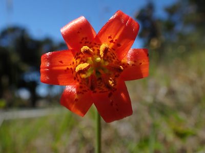 Lilium maritimum, photographed by Scott Yarger