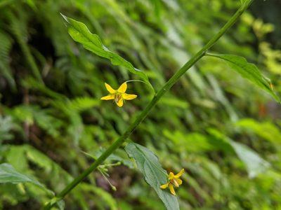 Lysimachia capillipes, photographed by Cheng-Te Hsu