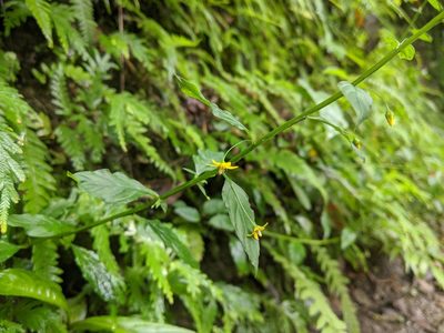 Lysimachia capillipes, photographed by Cheng-Te Hsu