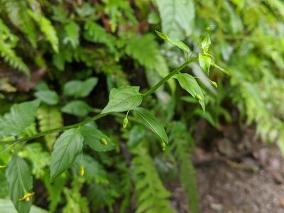 Lysimachia capillipes, photographed by Cheng-Te Hsu