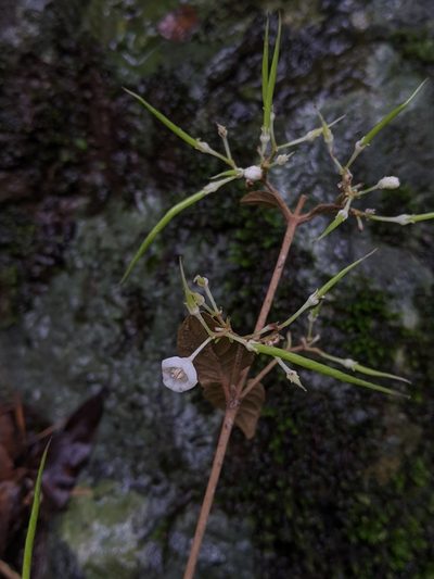 Paraboea swinhoei, photographed by Cheng-Te Hsu