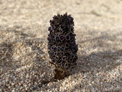 Pholisma arenarium, photographed by Matt Berger