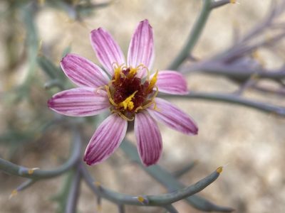 Nicolletia occidentalis, photographed by Matt Berger
