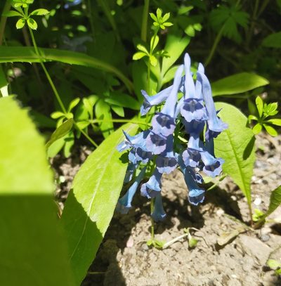 Corydalis turtschaninovii, photographed by Viola Alekseeva