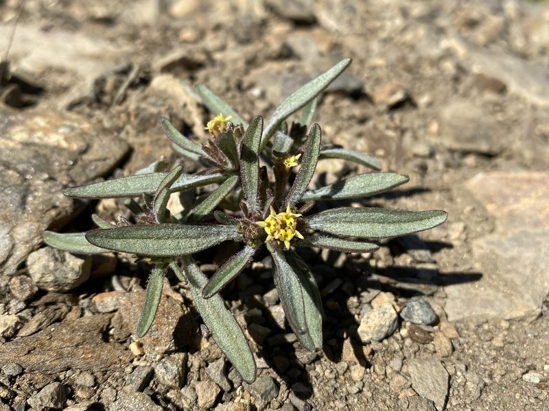 Orochaenactis thysanocarpha, photographed by Matt Berger