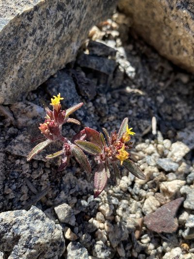 Orochaenactis thysanocarpha, photographed by Matt Berger