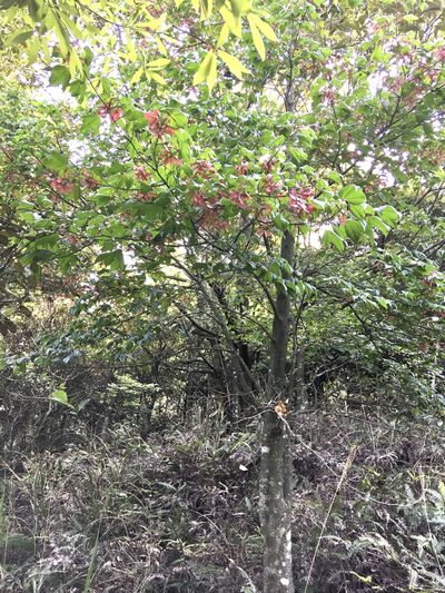 Acer tutcheri, photographed by Yj