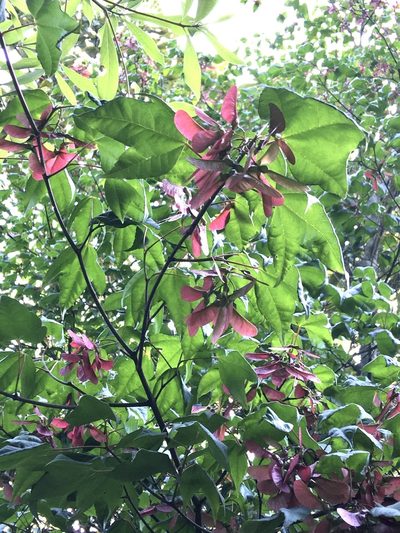 Acer tutcheri, photographed by Yj