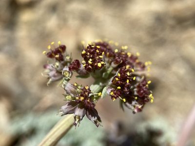 Lomatium shevockii, photographed by Matt Berger
