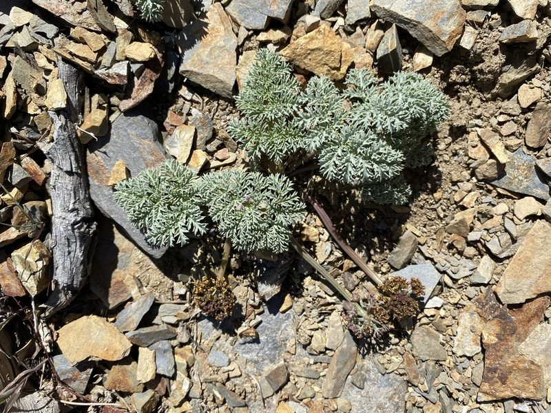 Lomatium shevockii, photographed by Matt Berger