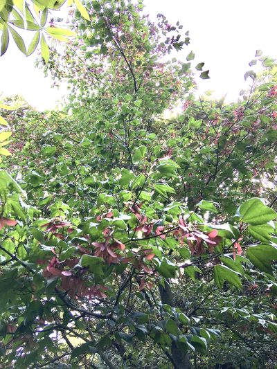 Acer tutcheri, photographed by Yj