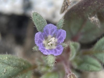 Phacelia austromontana, photographed by Matt Berger