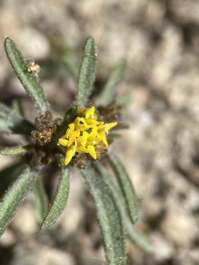 Orochaenactis thysanocarpha, photographed by Matt Berger