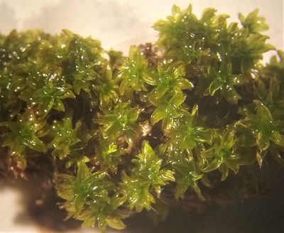 Syntrichia fragilis, photographed by Alfredo F. Fuentes Claros