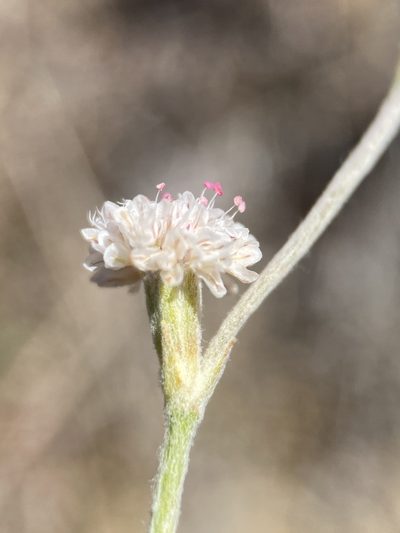 Eriogonum roseum, photographed by Matt Berger