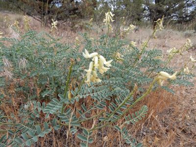 Astragalus curvicarpus, photographed by Henrik Kibak