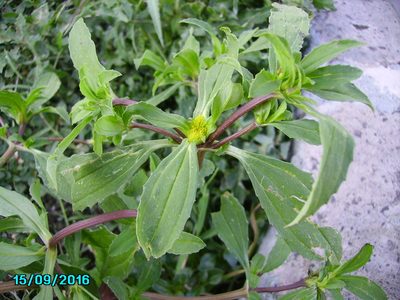 Flaveria trinervia, photographed by Xochiquetzalli Torres