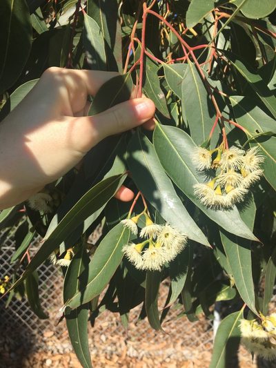 Eucalyptus paniculata, photographed by Thomas Mesaglio