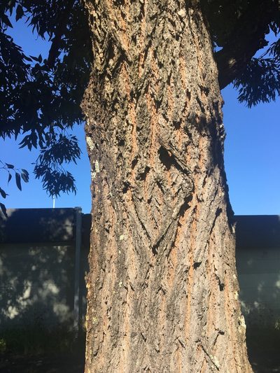 Eucalyptus paniculata, photographed by Thomas Mesaglio