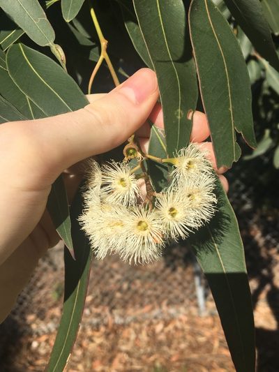 Eucalyptus paniculata, photographed by Thomas Mesaglio