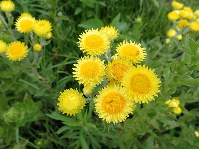 Helichrysum ruderale, photographed by Peter Warren