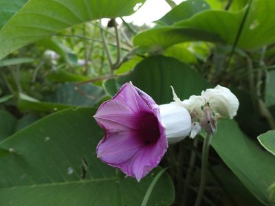 Argyreia nervosa, photographed by Siddarth Machado