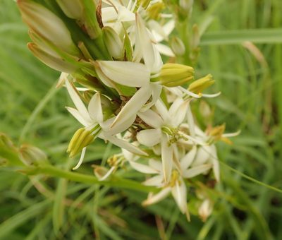 Chlorophytum bowkeri, photographed by Peter Warren