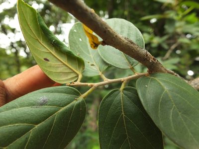 Antidesma ghaesembilla, photographed by Siddarth Machado