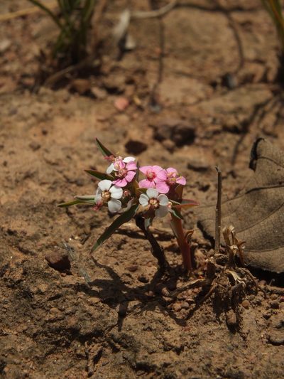 Euphorbia deccanensis, photographed by Siddarth Machado