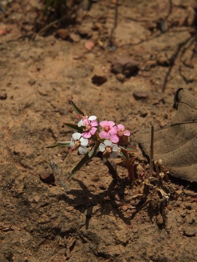 Euphorbia deccanensis, photographed by Siddarth Machado