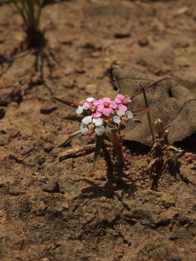 Euphorbia deccanensis, photographed by Siddarth Machado